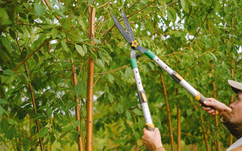 Tree trimming in Kirkman, IA