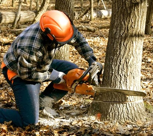 Tree Removal in Kirkman, IA